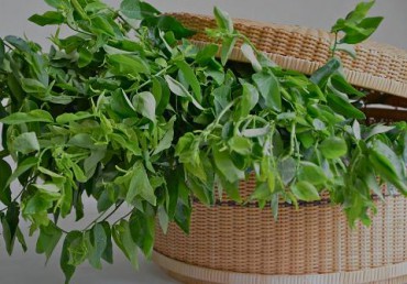 daun katuk